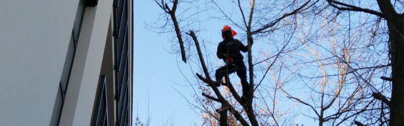Wycinka drzew metodą alpinistyczną | pielęgnacja ogrodów i żywopłotów, ekrany korzeniowe, drewno opałowe - Otwock, Warszawa, Józefów