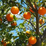 oranges, fruits, grove